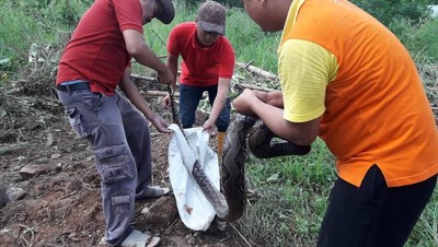 Foto: Ular Sanca 4 Meter yang Ditemukan di Depok
