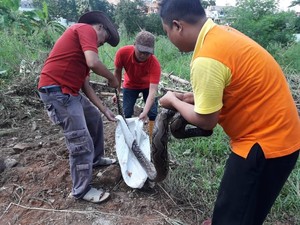 Ular Sanca 4 Meter Ditemukan di Proyek Apartemen Depok
