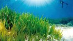 Foto: Padang Rumput Cantik di Dasar Laut Mediterania