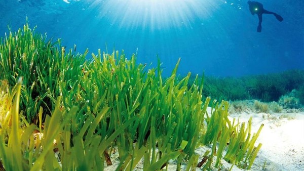 Foto Padang Rumput Cantik Di Dasar Laut Mediterania