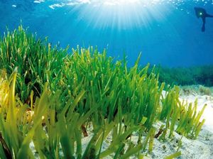 Foto: Padang Rumput Cantik di Dasar Laut Mediterania