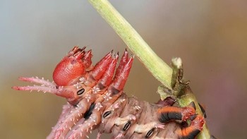 Kegiatan ini mulai dilakukannya sejak awal bekerja sebagai ahli neurobiologi di Howard Hughes Medical Institute di Virginia, AS. Foto: Thisiscolossal