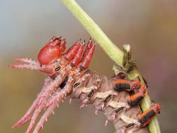 Memukau Tapi Bikin Bergidik, Foto Makro Ulat di Habitat Asli