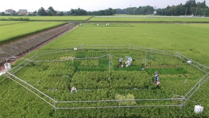Beras Semakin Kehilangan Nutrisinya di Masa Depan