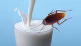 Apakah Benar Susu Kecoa Bisa Jadi Alternatif Superfood? Ini Faktanya