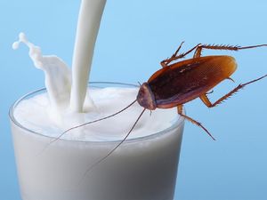 Susu Kecoak untuk Masa Depan hingga Resto Milik Selebgram Bangkrut