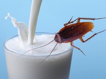 Susu Kecoak untuk Masa Depan hingga Resto Milik Selebgram Bangkrut