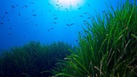Foto: Karena perannya yang sangat penting, UNESCO kemudian menganugerahkan Padang Posidinia Oceanica di Ibiza sebagai Warisan Dunia. (Santjosep.net Ibiza/ Facebook)