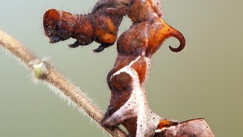 Tubuh mereka yang aneh dan berbulu serta warna-warni tampak seperti sesuatu dari luar angkasa. Foto: Thisiscolossal