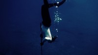 Aksi menembak tak hanya dilakukan Pangeran Alex di darat tapi juga di laut. Saat liburan ke pantai, Pangeran Alex senang melakukan freedive dan Spearfishing. (alexiosgreece/Instagram)