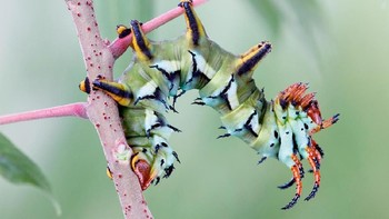 Semua ulat-ulat yang potret Igor hidup di daerah Virginia. Foto: Thisiscolossal