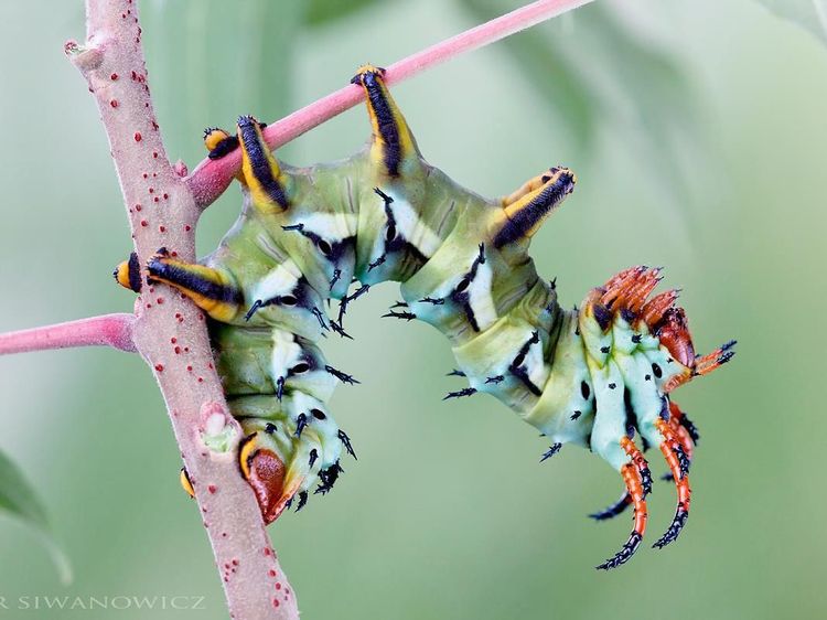 Memukau Tapi Bikin Bergidik, Foto Makro Ulat di Habitat Asli