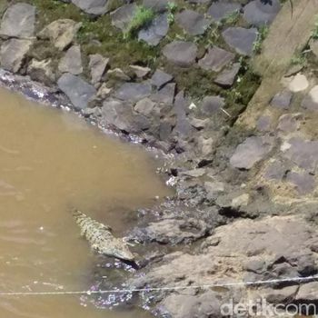 Fakta-fakta Penampakan Buaya yang Gegerkan Balendah Bandung