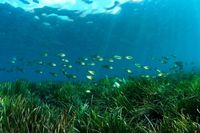 Kuasa Illahi Ada Padang Rumput Di Bawah Laut
