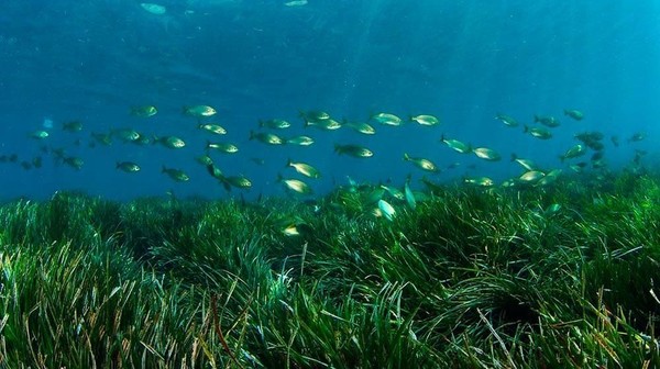 Foto Padang Rumput Cantik Di Dasar Laut Mediterania