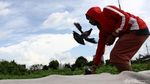 Serunya Ngabuburit Sambil Melatih Burung Dara