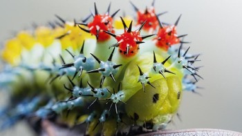 Tidak hanya ulat dia pernah memotret makhluk yang hanya bisa dilihat lewat mikroskop. Foto: Thisiscolossal