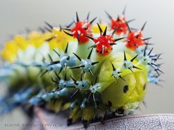 Memukau Tapi Bikin Bergidik, Foto Makro Ulat di Habitat Asli