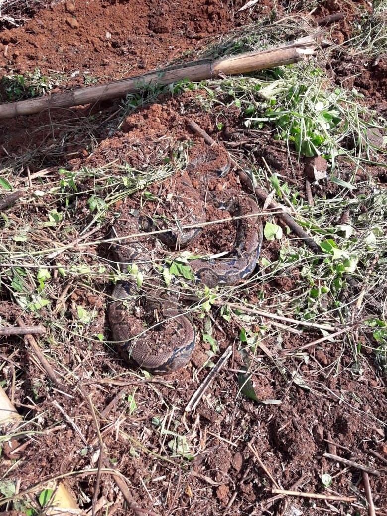 Foto Ular Sanca 4 Meter Yang Ditemukan Di Depok