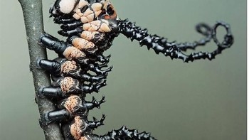 Foto: Thisiscolossal