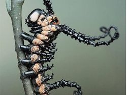 Memukau Tapi Bikin Bergidik, Foto Makro Ulat di Habitat Asli