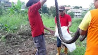 Ular tersebut saat ini diamankan di rumah salah satu warga Pondokcina, Depok. (Foto: Dok. Istimewa)