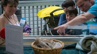 Orang-orang yang lewat di depan klinik pun memilih berhenti sejenak untuk melihat bayi elang itu. (Foto: Dok. Audubon Center for Birds of Prey)