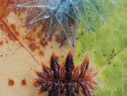 Memukau Tapi Bikin Bergidik, Foto Makro Ulat di Habitat Asli