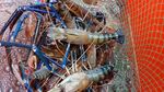 Serunya Mancing Sendiri Lobster dan Kepiting di Resto Buffet Seafood Ini