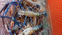 Lihat nih udang segar yang ada di Prawn Valley Farm. Selain tiger prawns, resto juga menyediakan lobster dan kepiting. Foto: Prawn Valley Farm