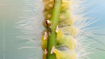 Foto: Thisiscolossal