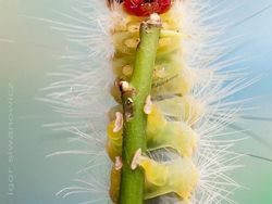 Memukau Tapi Bikin Bergidik, Foto Makro Ulat di Habitat Asli