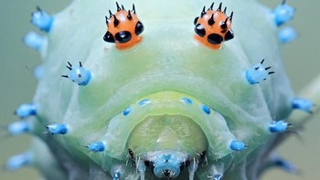 Foto: Thisiscolossal