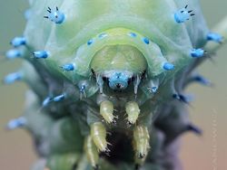 Memukau Tapi Bikin Bergidik, Foto Makro Ulat di Habitat Asli