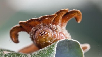 Fotografer yang dimaksud adalah Igor Siwanowicz. Foto: Thisiscolossal