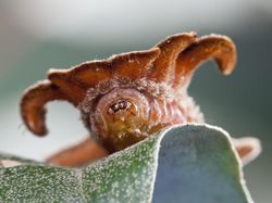 Memukau Tapi Bikin Bergidik, Foto Makro Ulat di Habitat Asli