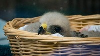 Berdasarkan pernyataan yang ditulis di Audubon Center for Birds of Prey, tampak bayi elang itu dipajang pada Sabtu pekan lalu. (Foto: Dok. Audubon Center for Birds of Prey)