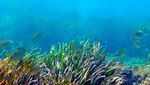 Foto: Padang Rumput Cantik di Dasar Laut Mediterania