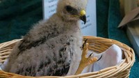 Bayi elang itu ditempatkan di sebuah wadah anyaman dengan kain sebagai alasnya. (Foto: Dok. Audubon Center for Birds of Prey)