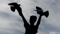 Seorang anak tengah bermain dengan burung dara di kawasan Roxy, Jakarta Barat, Kamis (24/5/2018).