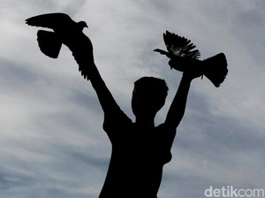 Puluhan Burung Langka Dilepasliarkan di Gunung Sahuwai Maluku