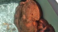 Pria Ini Lepaskan Gurita Seberat 31 Kilogram dari Pasar Ikan Agar Tak Diolah Jadi Makanan