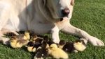 Foto: Bikin Gemas! Anjing Ini Jadi Ayah Angkat 9 Anak Bebek