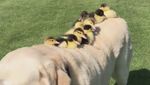 Foto: Bikin Gemas! Anjing Ini Jadi Ayah Angkat 9 Anak Bebek
