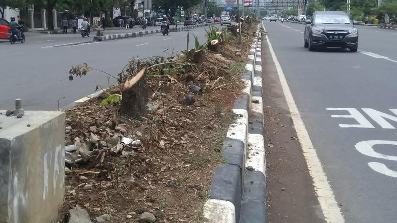 Demi Tol, Seribu Pohon di Jalan Protokol Makassar Ditebang Demi Tol, Seribu Pohon di Jalan Protokol Makassar Ditebang