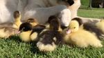 Foto: Bikin Gemas! Anjing Ini Jadi Ayah Angkat 9 Anak Bebek
