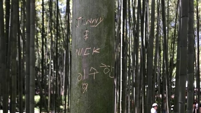 Salah satu pohon bambu di Arashiyama yang di vandalisme