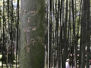 Setelah Gunung Fuji, Hutan Bambu Arashiyama Kena Vandalisme