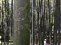 Tega, Keindahan Hutan Bambu Kyoto Dirusak Turis Nakal