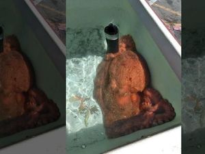 Pria Ini Lepaskan Gurita Seberat 31 Kilogram dari Pasar Ikan Agar Tak Diolah Jadi Makanan